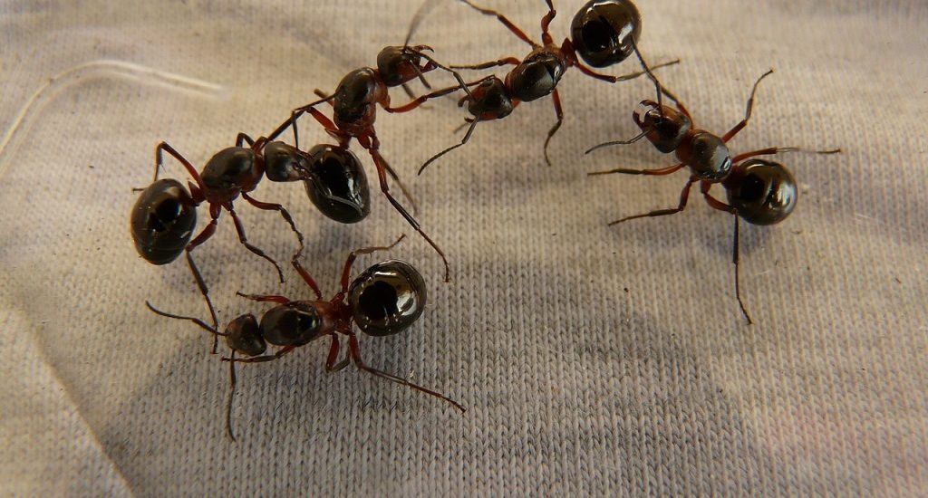hogar libre de hormigas