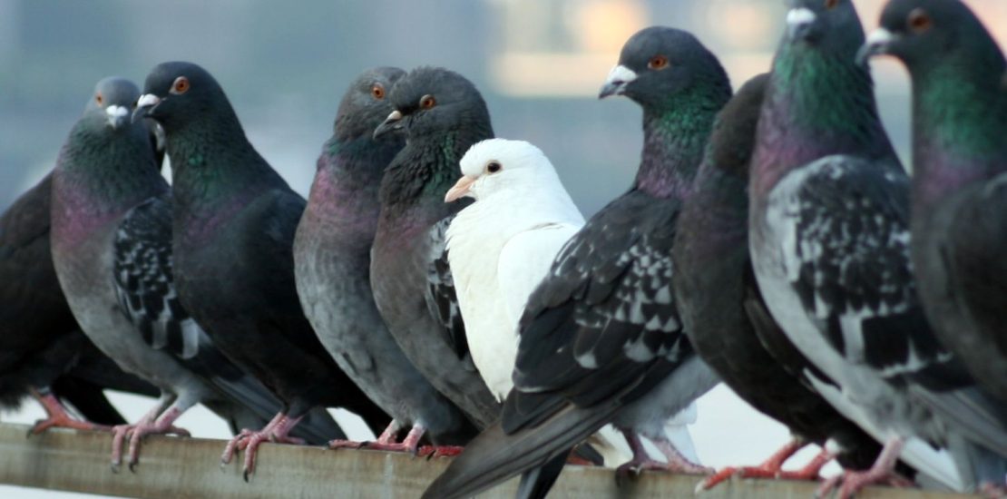 aves como plagas urbanas