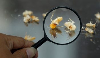 https://plagastur.com/ Cómo identificar infestaciones tempranas en el hogar