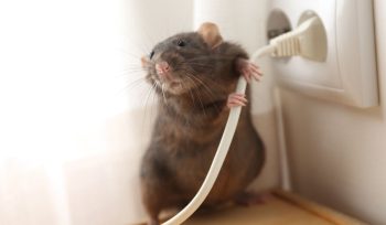 Cómo evitar que los roedores dañen los sistemas eléctricos