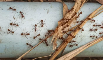 https://plagastur.com/ Estrategias de control de hormigas en el hogar y la industria