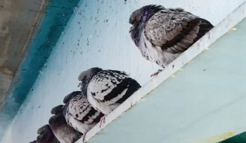 Por qué las Aves Pueden Ser una Amenaza en Entornos Urbanos