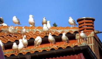 https://plagastur.com/ Cómo evitar el acceso de aves en techos y áticos en Asturias