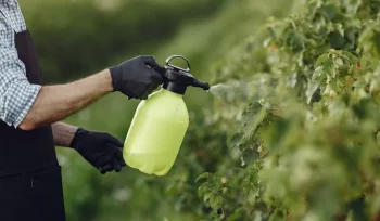 https://plagastur.com/ El impacto de las plagas en el turismo rural en Asturias y cómo mitigarlo