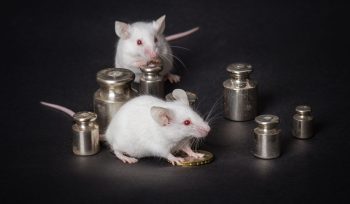 https://plagastur.com/ Plagas en almacenes logísticos: prevención y control