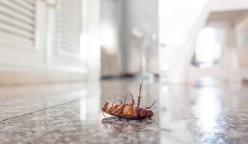 https://plagastur.com/ Qué hacer si encuentras una infestación en la cocina