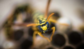 https://plagastur.com/ Cómo detectar nidos de avispas en Asturias en zonas residenciales