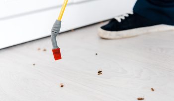https://plagastur.com/ Cómo actuar ante una infestación masiva en comunidades de vecinos